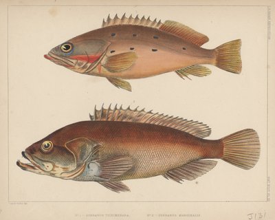 1. Serranus Tsirimenara, 2. Serranus Marginalis, 1855 door Bayard Taylor